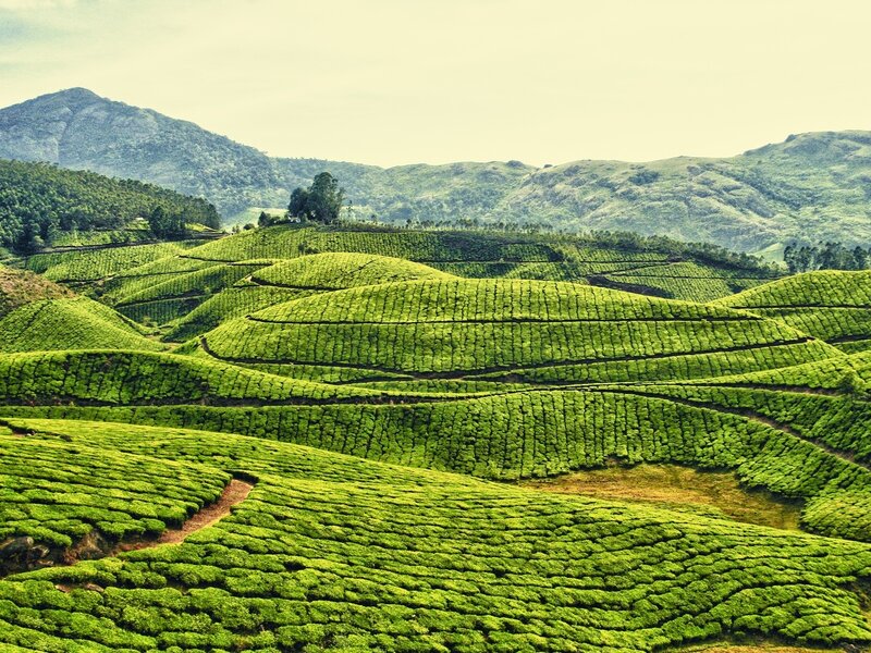 Terraced Tea Fields — Green, Serene, Afternoon