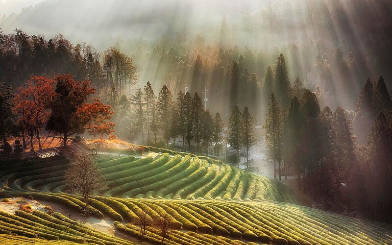 Terraced Tea Fields — Green, Serene, Morning, Photograph, Forest