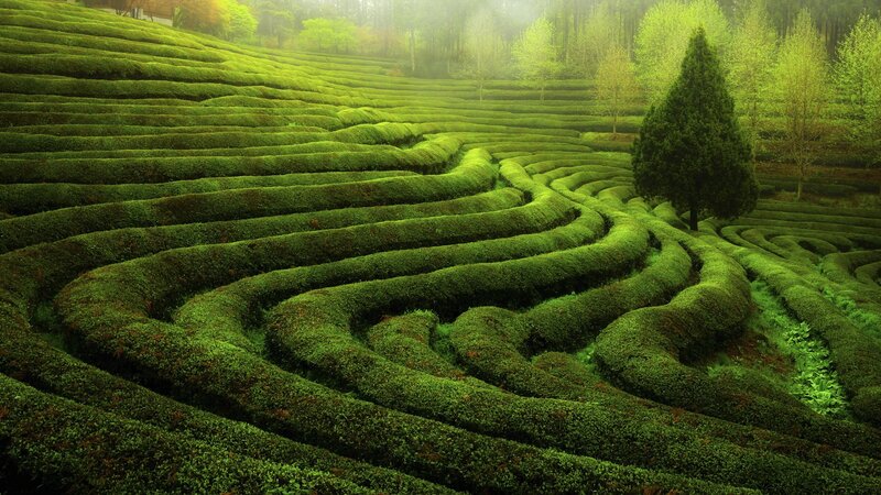 Terraced Tea Fields — Green, Serene, Morning, Photograph, Trees