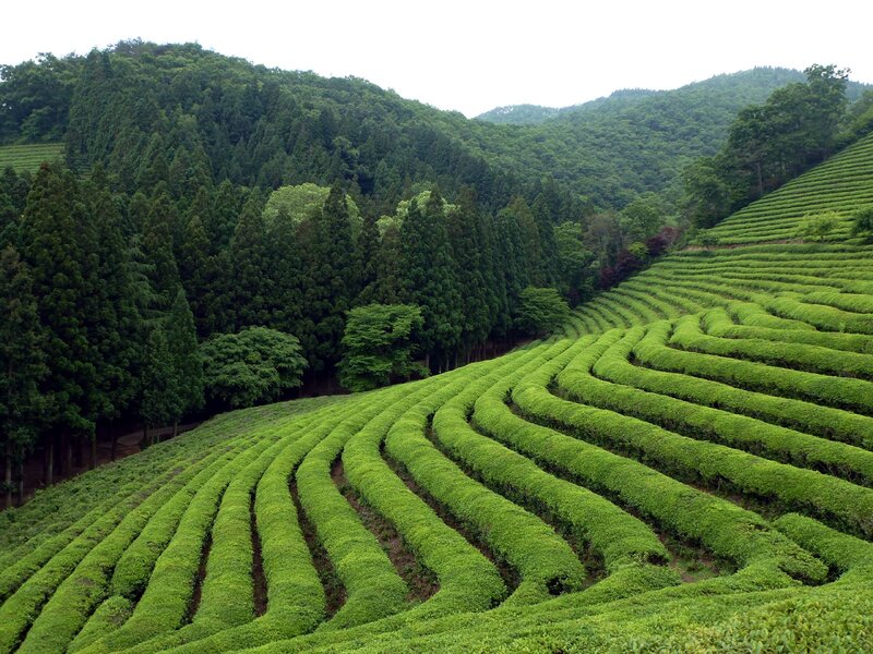 Terraced Tea Fields — Green, Serene, Morning
