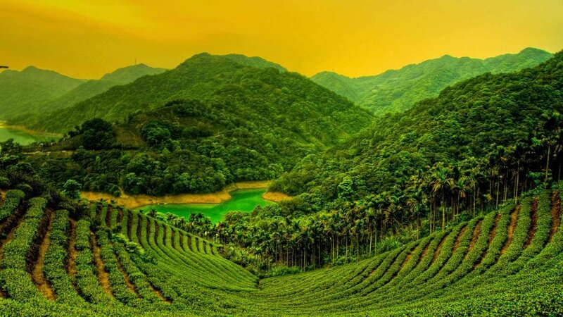 Terraced Tea Fields — Green, Serene, Sunset, Photograph, Mountains