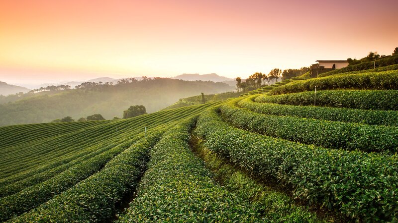 Terraced Tea Fields — Green, Serene, Sunset, Photograph
