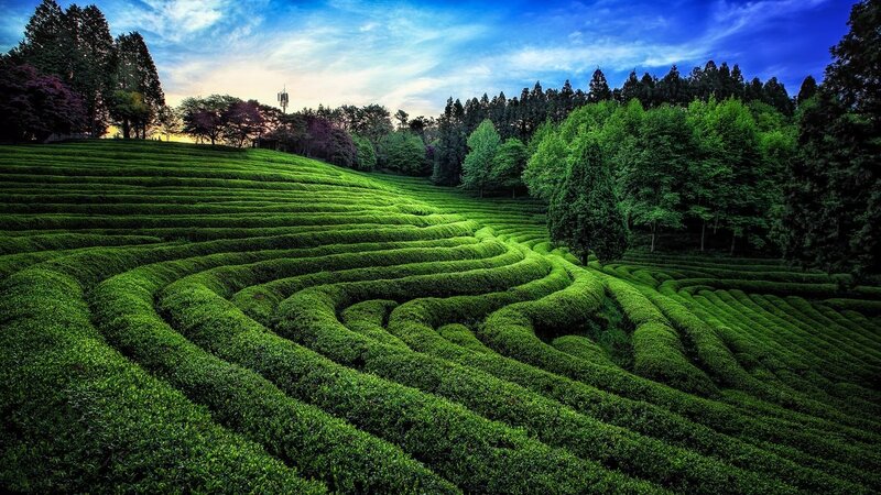 Terraced Tea Fields — Green, Serene, Sunset