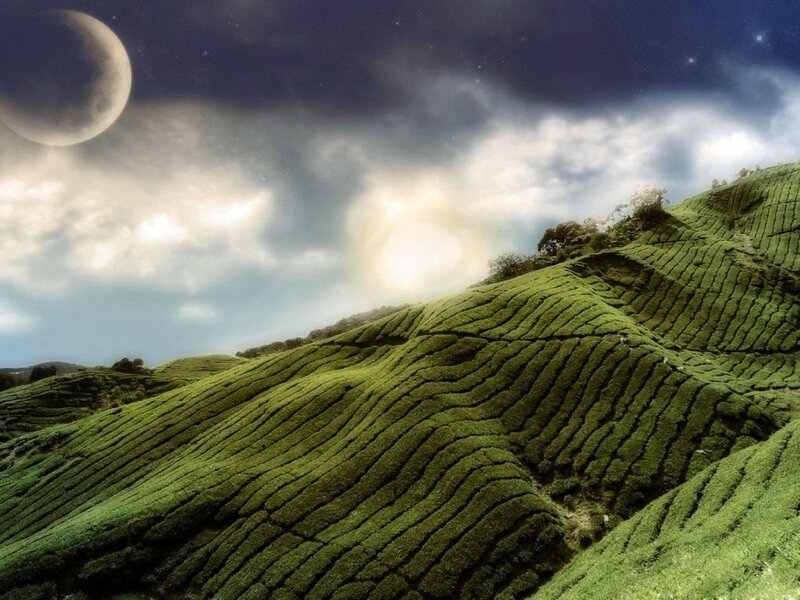 Terraced Tea Fields — Green