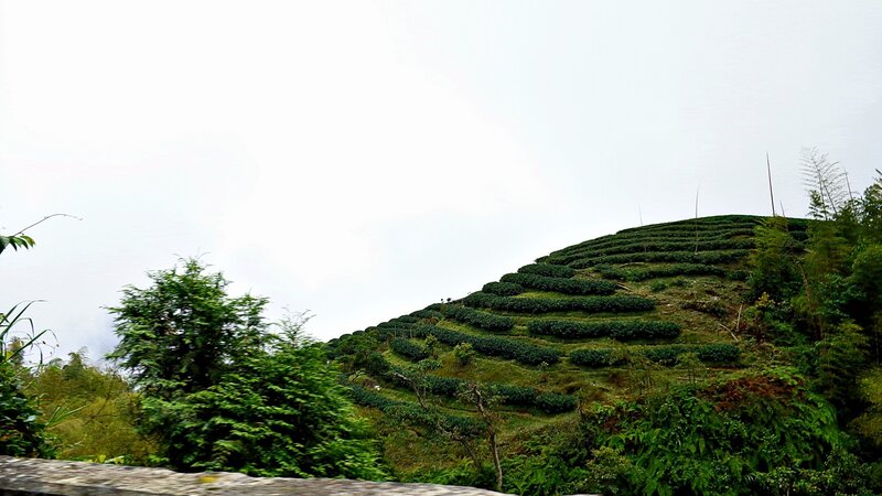 terraced tea fields on a hill