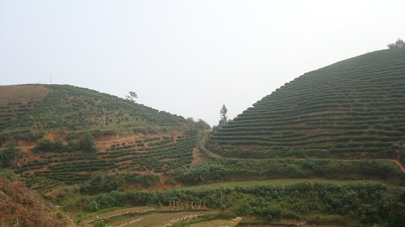 terraced tea fields on hills