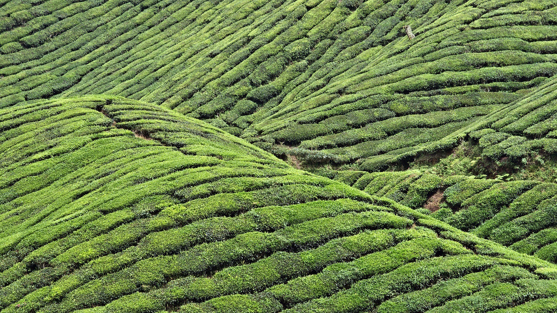 Terraced tea plantations