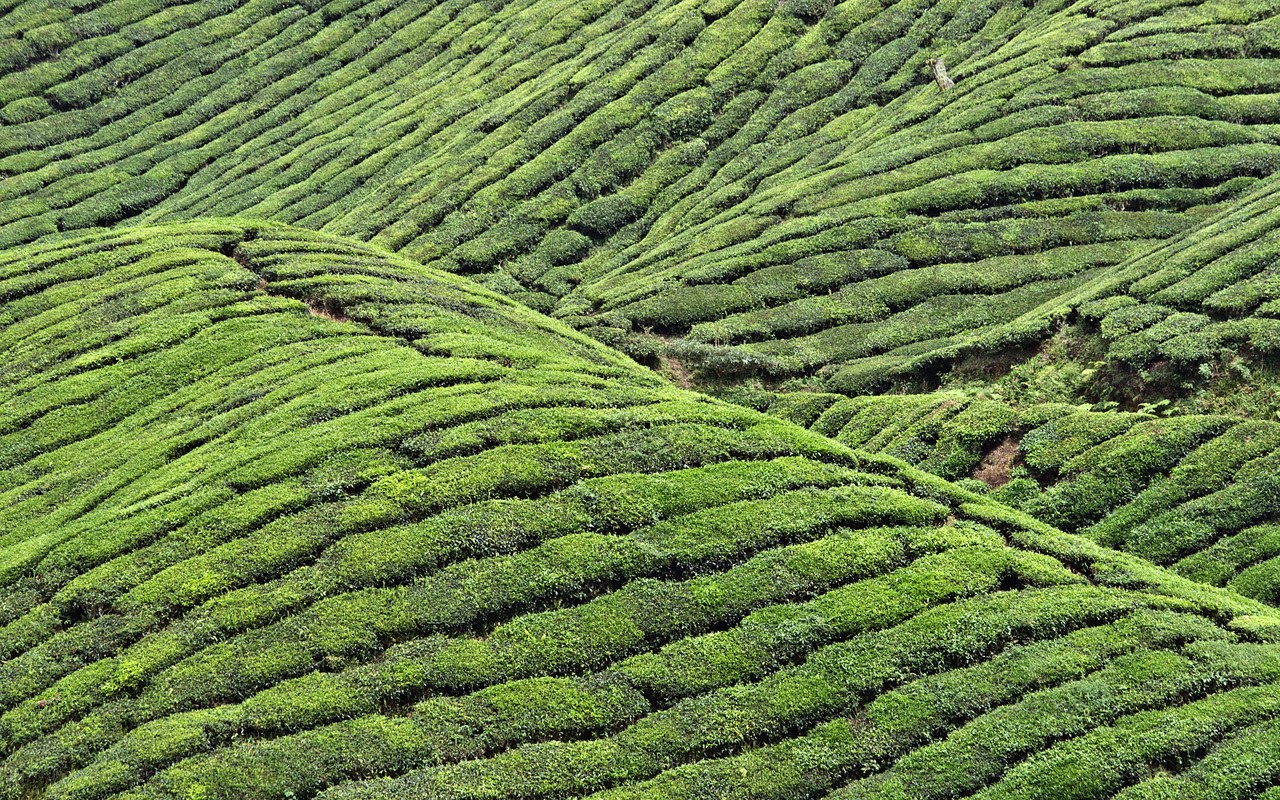 terraced tea plantations