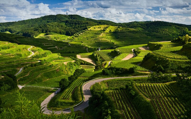 Terraced Vineyards Landscape — Green, Serene