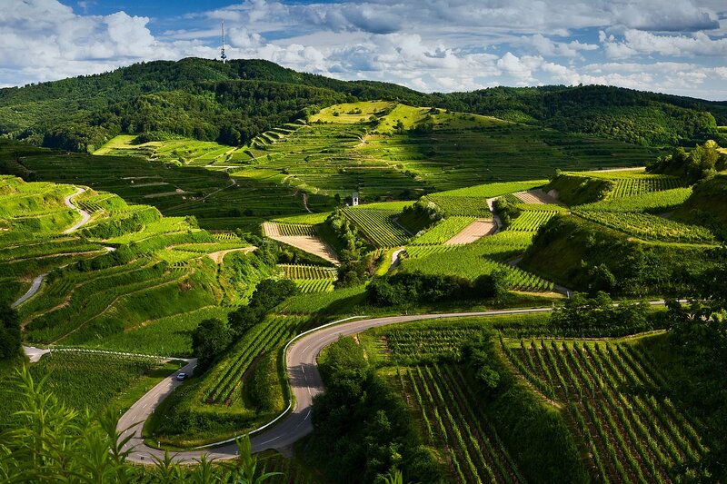 Terraced Vineyards Landscape — Green