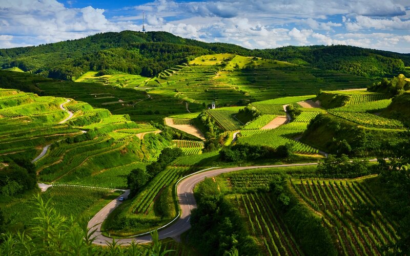 Terraced Vineyards Landscape