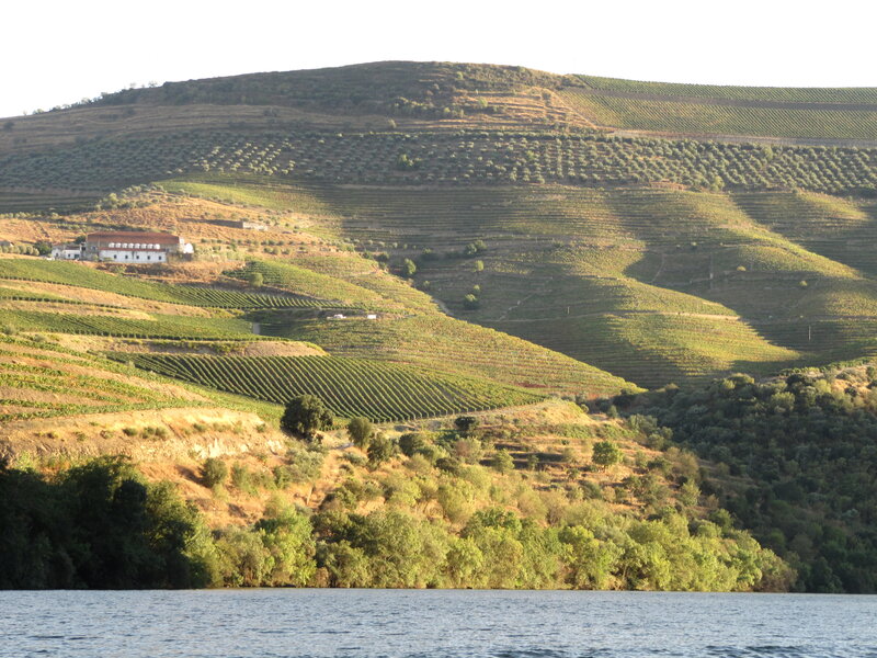 Terraced Vineyards on Hillside