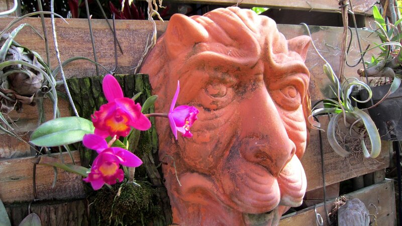 Terracotta Lion Head