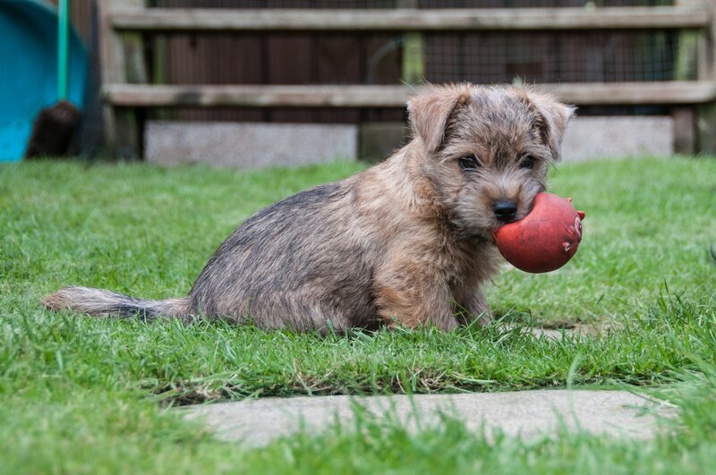 Terrier Puppy with Toy