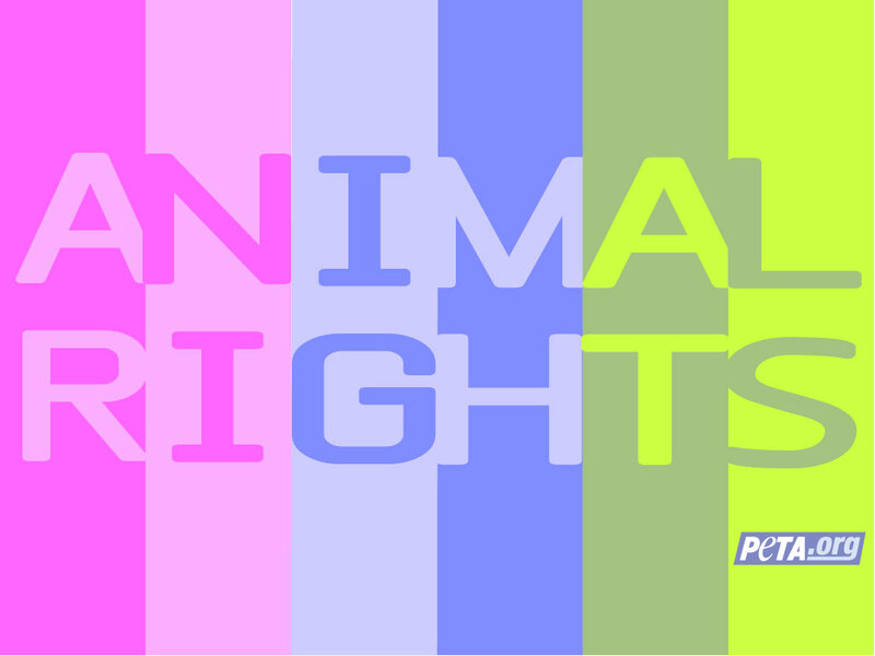 Text on Colorful Background — Pink