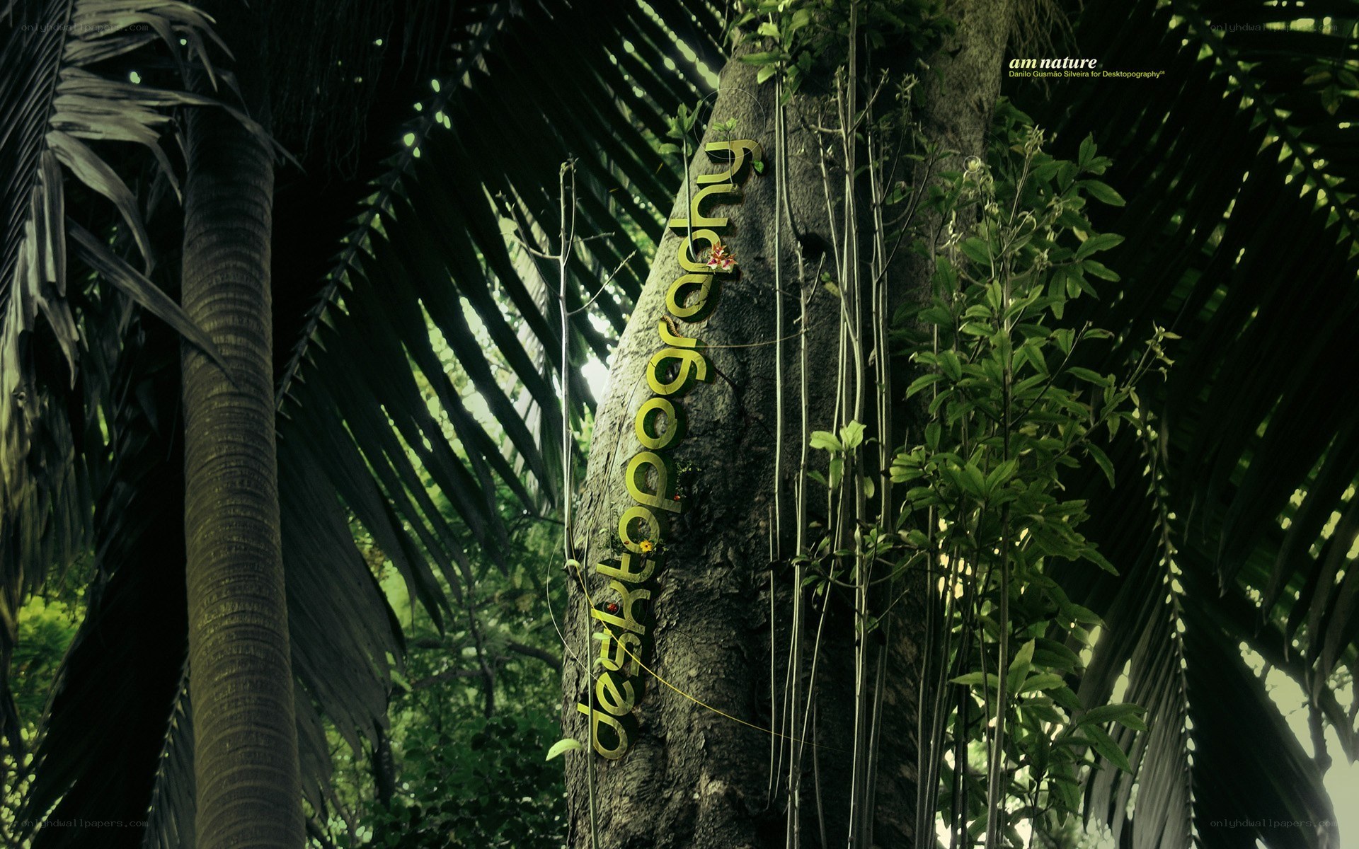text on tree in jungle