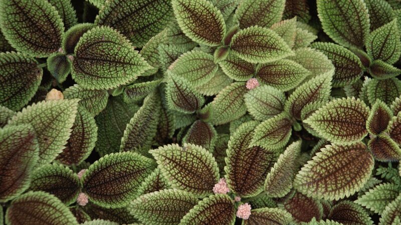 textured green leaves with purple veins