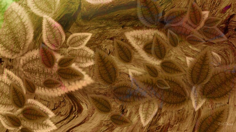 Textured Leaves on Wood