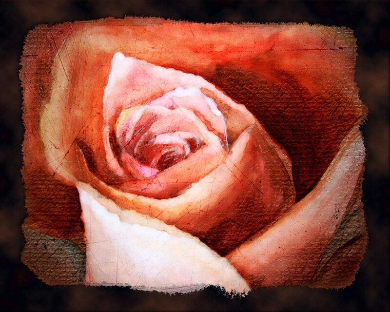 textured rose close-up