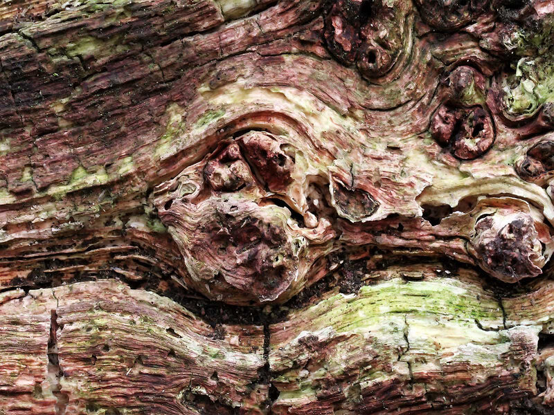 textured tree bark close-up