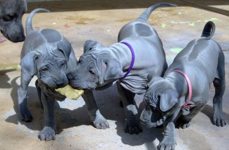 Thai Ridgeback Puppies