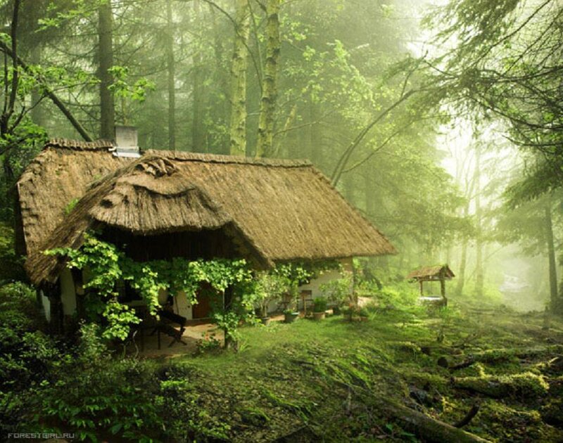 Thatched Cottage in Forest — Green, Serene, Morning
