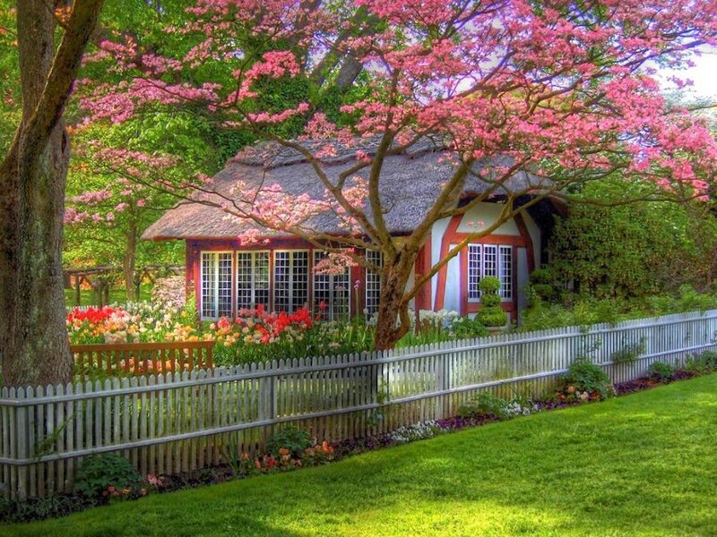 Thatched Cottage in Garden — Green, Serene, Spring, Photograph, Flowering Tree