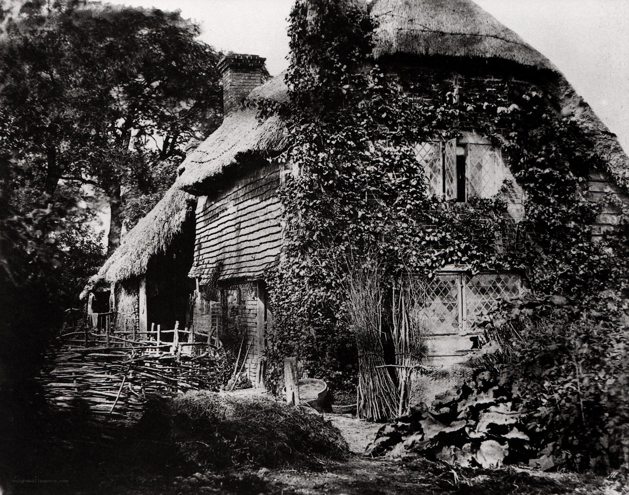 Thatched cottage in ivy
