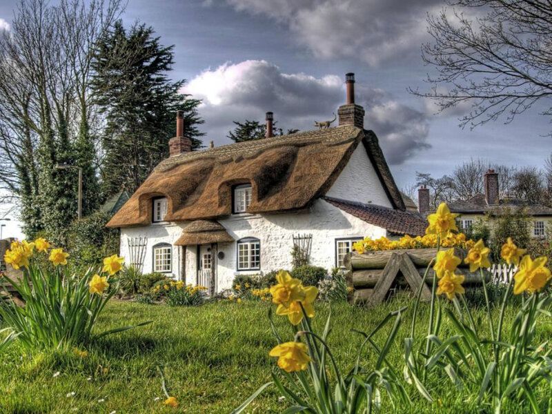 Thatched cottage with daffodils