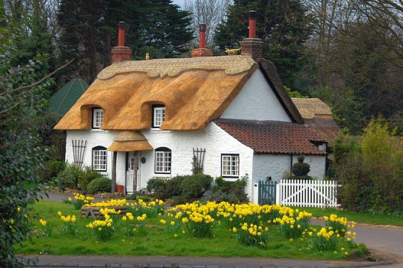 Thatched Cottage with Daffodils — Yellow