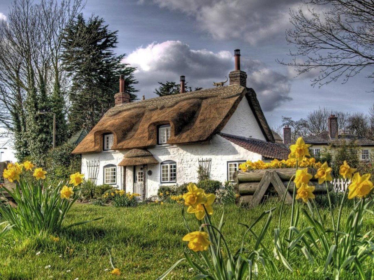 Thatched cottage with daffodils