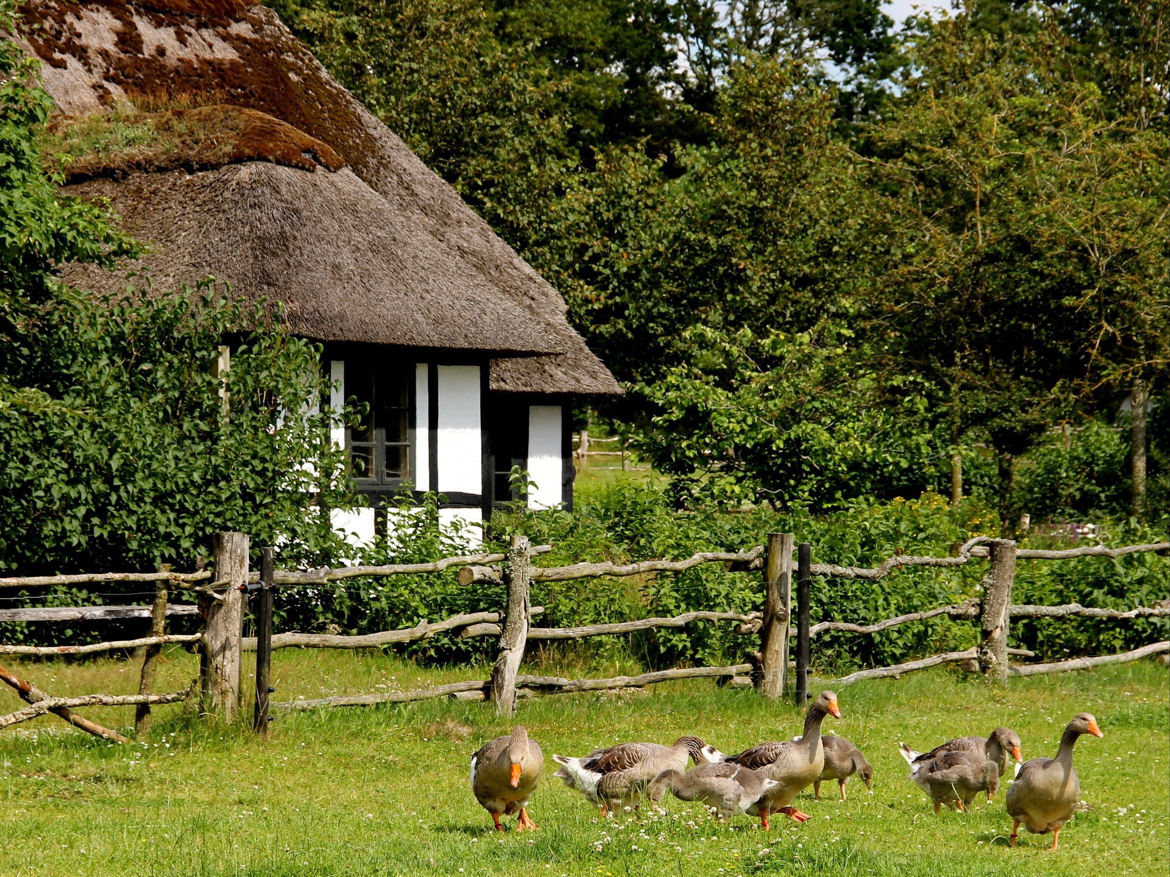 Thatched cottage with geese