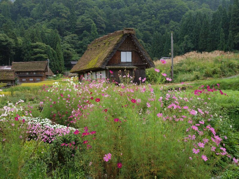 Thatched house with cosmos flowers