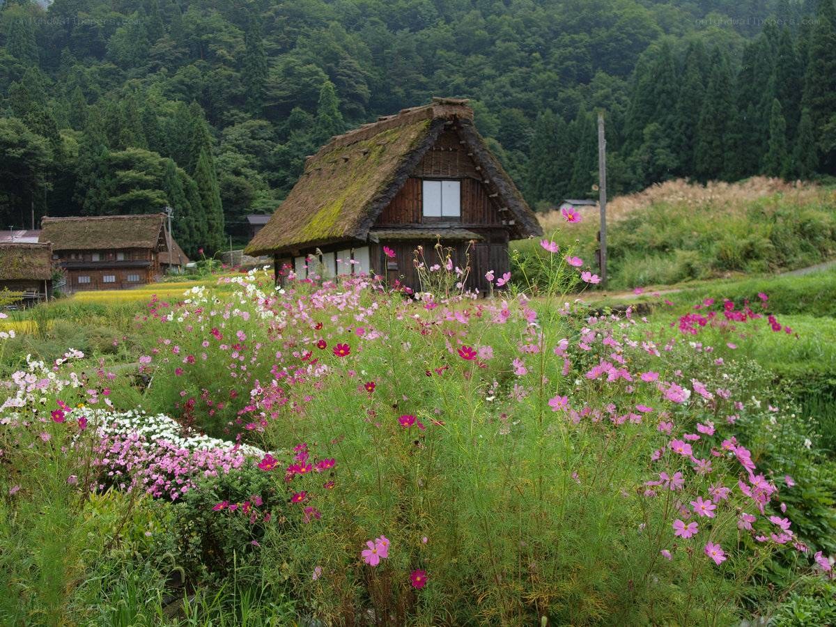 Thatched house with cosmos flowers