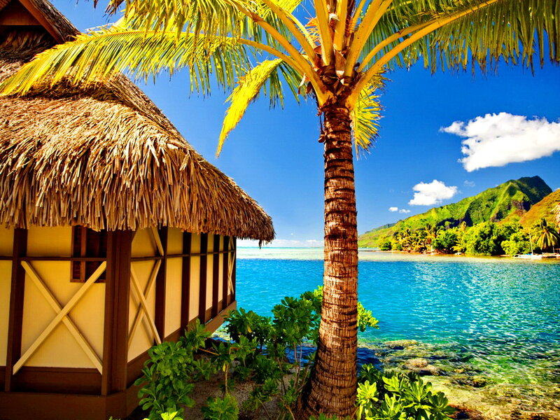 Thatched Hut by Palm Tree