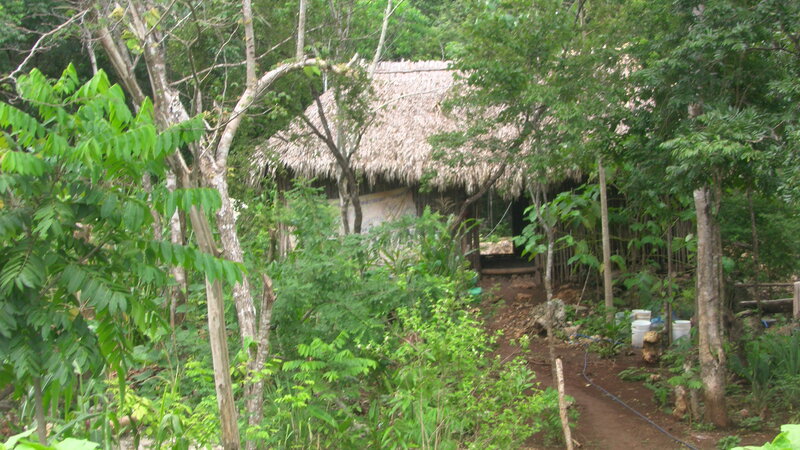 Thatched Hut in Forest — Green, Natural