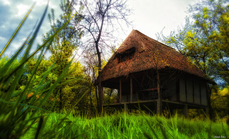 Thatched Hut in Forest — Green