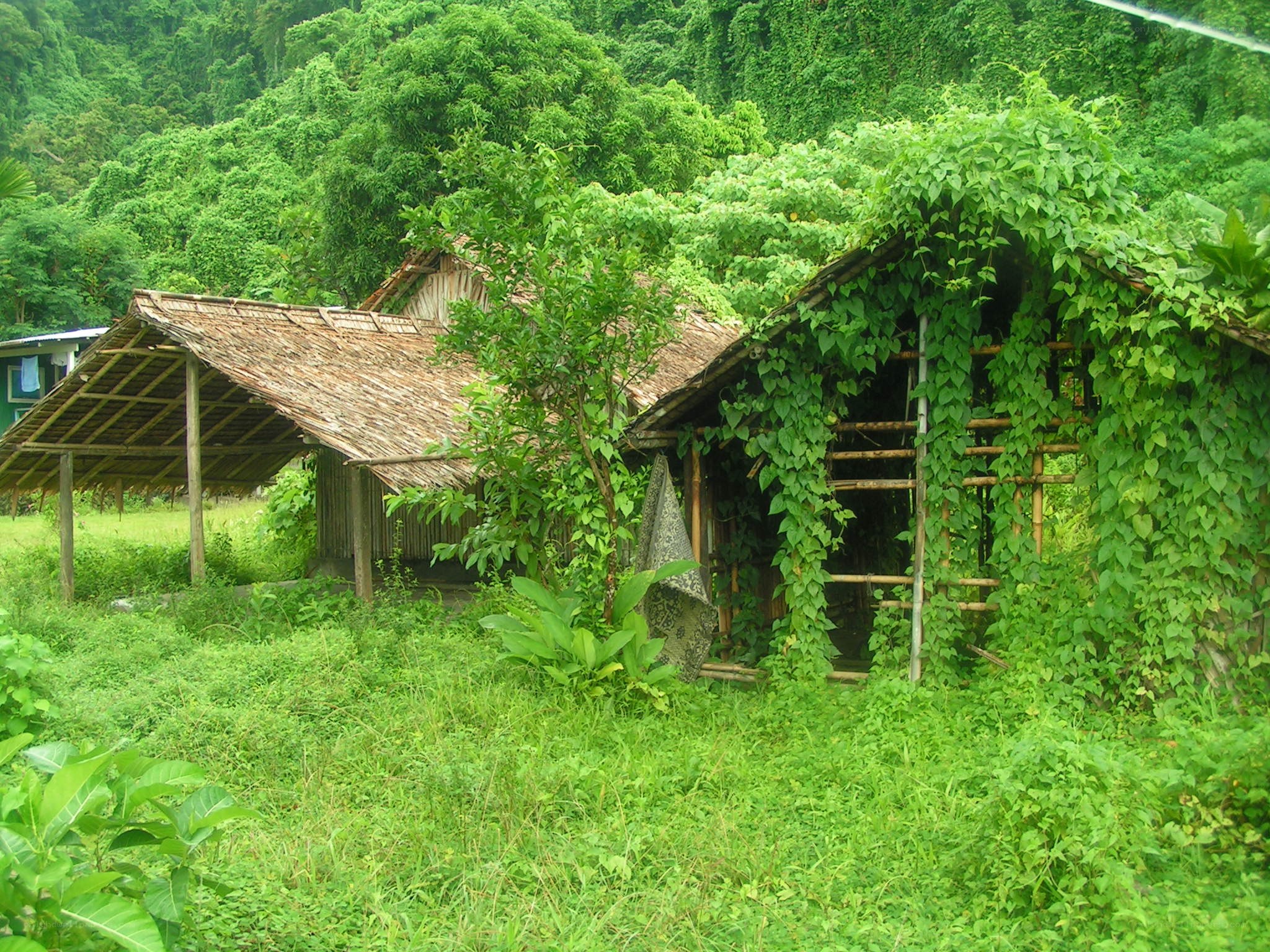 Thatched hut in lush green forest
