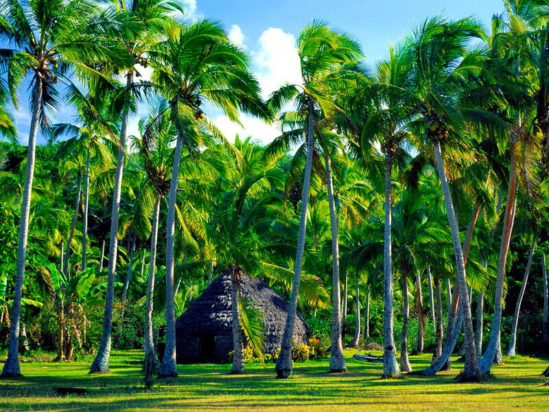 Thatched Hut in Palm Grove