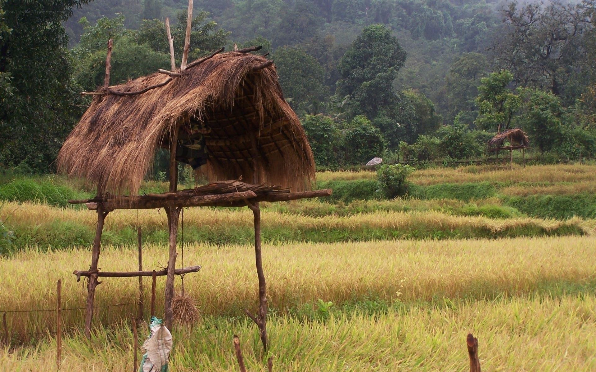 Thatched hut in rice field