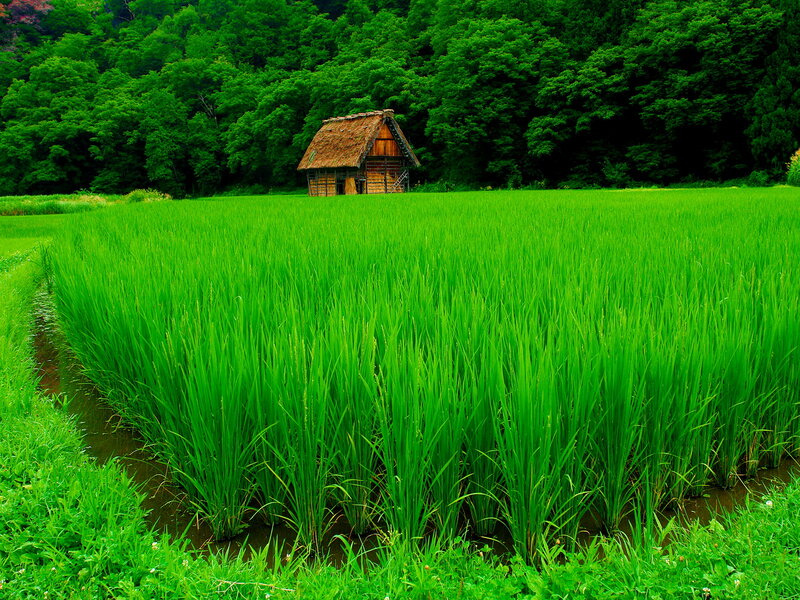 Thatched Hut in Rice Field — Green, Serene
