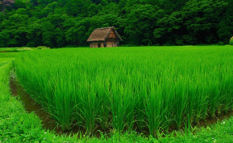 Thatched Hut in Rice Field — Green