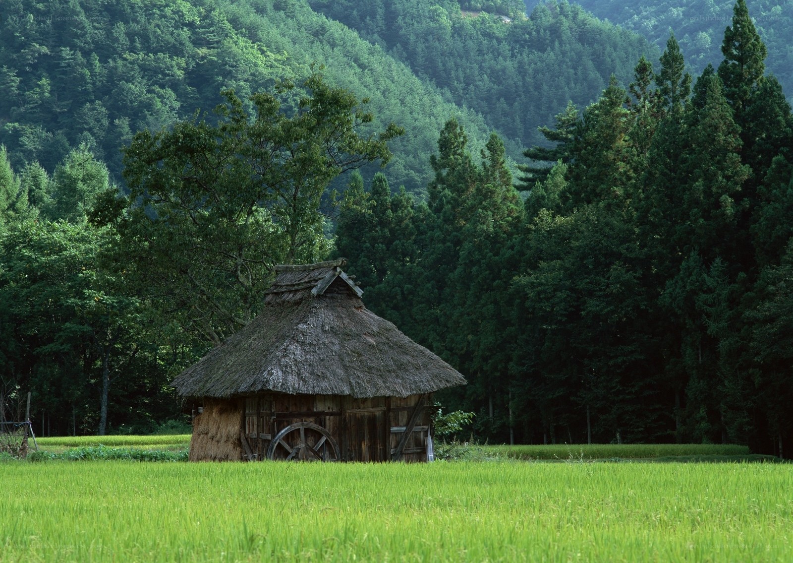 Thatched hut in rice field