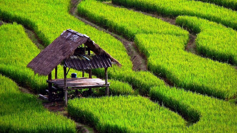 Thatched Hut in Rice Fields — Green, Serene, Afternoon, Photograph, Rice Paddy, Path, Brown