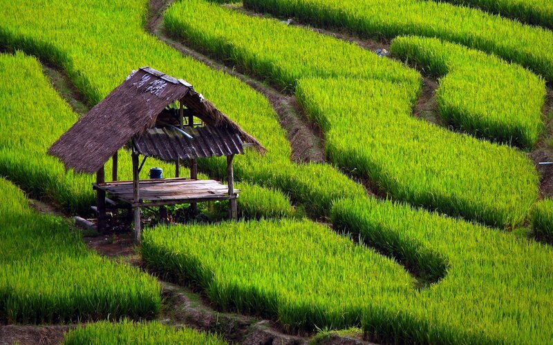 Thatched Hut in Rice Fields — Green, Serene, Afternoon, Photograph, Rice Plants, Terraces