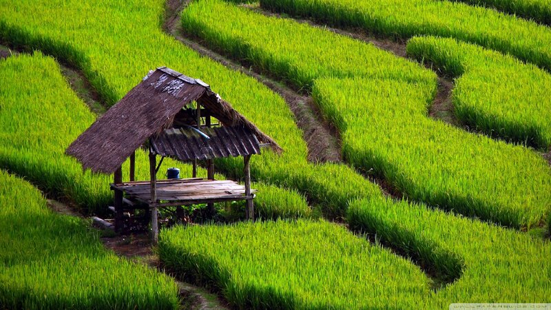 Thatched Hut in Rice Fields — Green, Serene, Afternoon