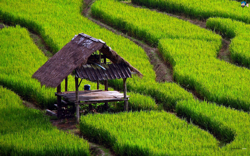 Thatched Hut in Rice Fields — Green, Serene
