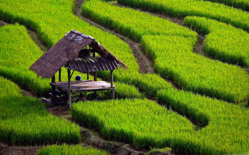 Thatched Hut in Rice Fields — Green