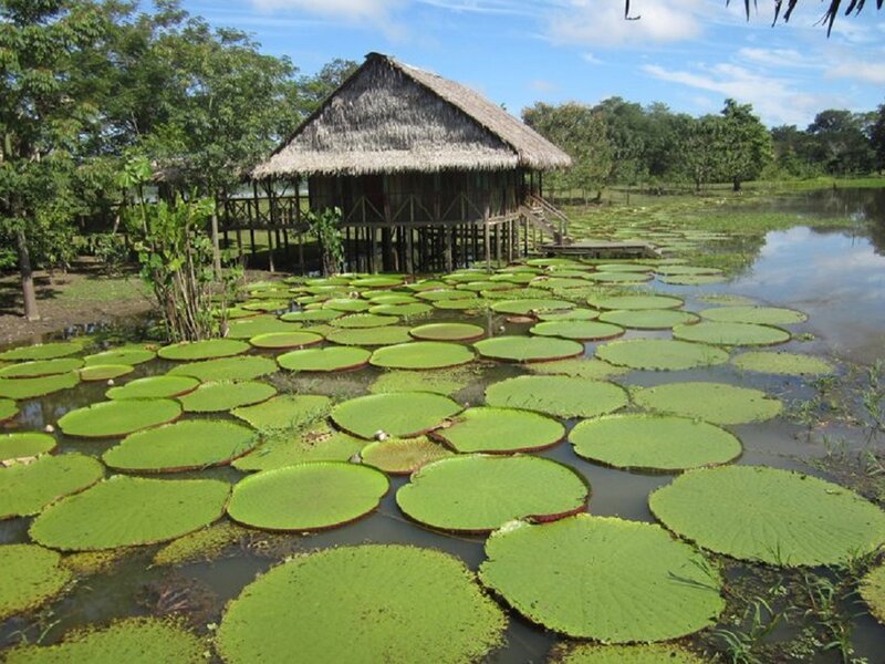 Thatched Hut on Water — Green, Serene, Afternoon