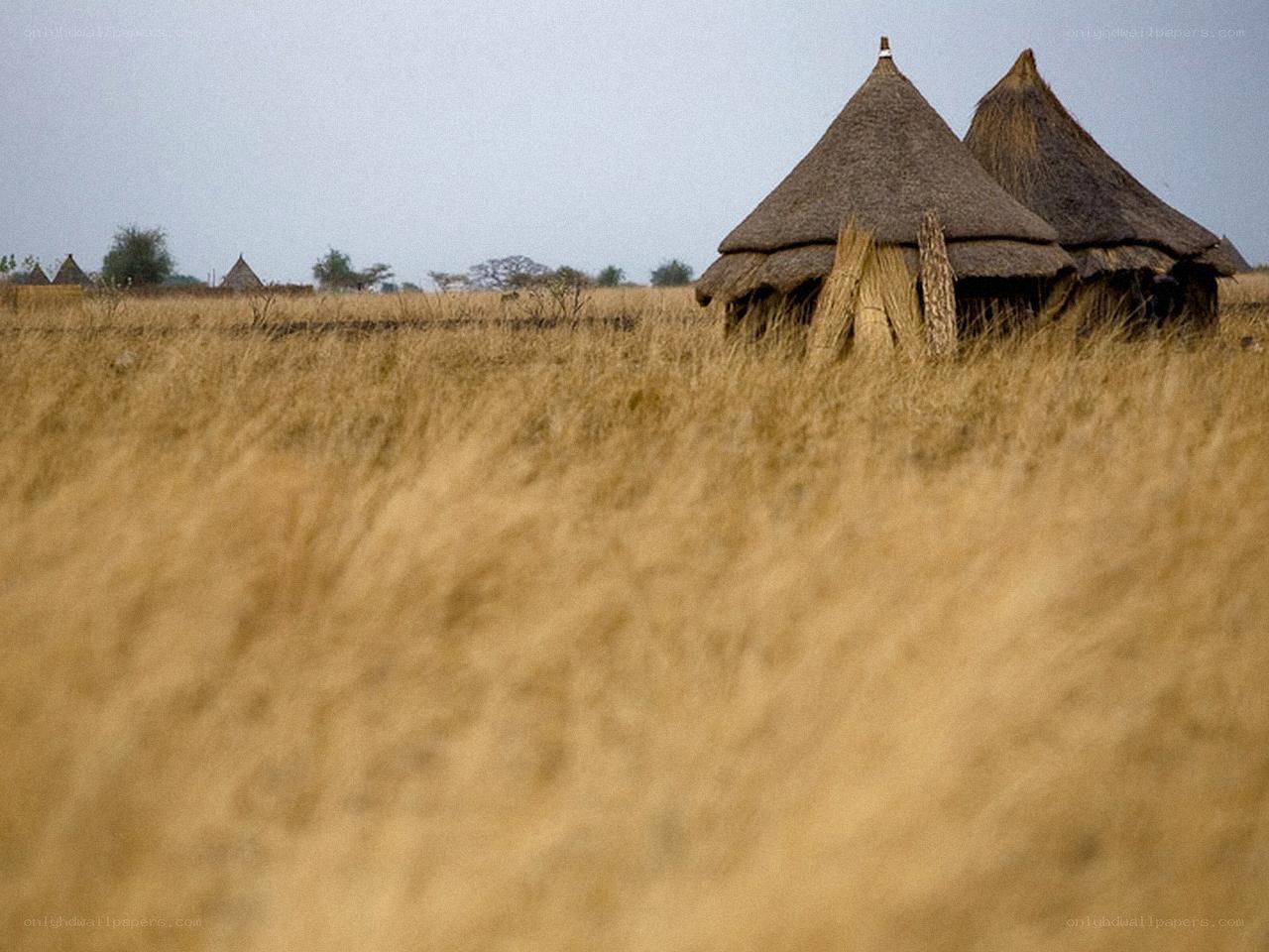 Thatched huts in a dry field
